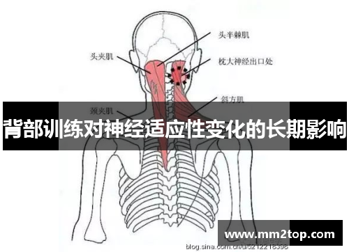 背部训练对神经适应性变化的长期影响